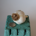 Georgian Fire Culinary Garlic