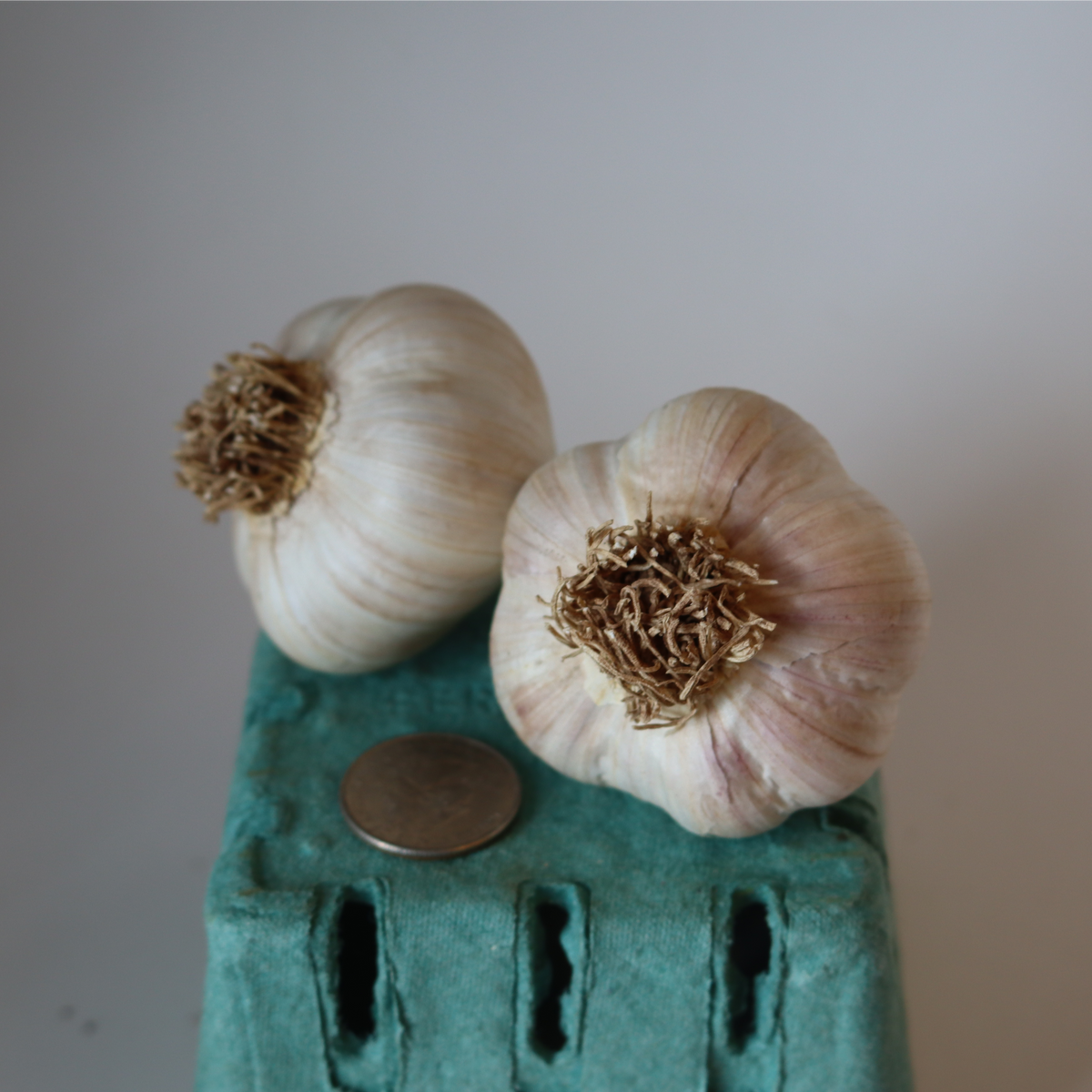 Georgian Fire Seed Garlic