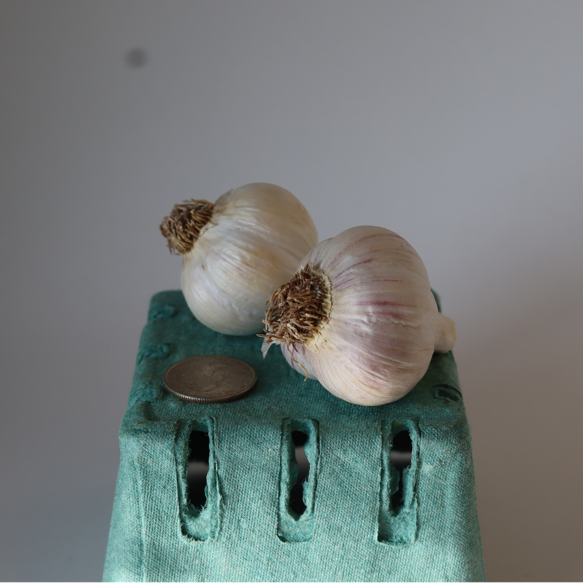 German Extra Hardy Culinary Garlic