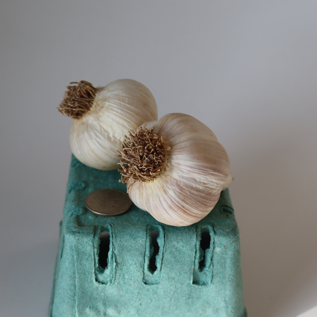 German Extra Hardy Seed Garlic