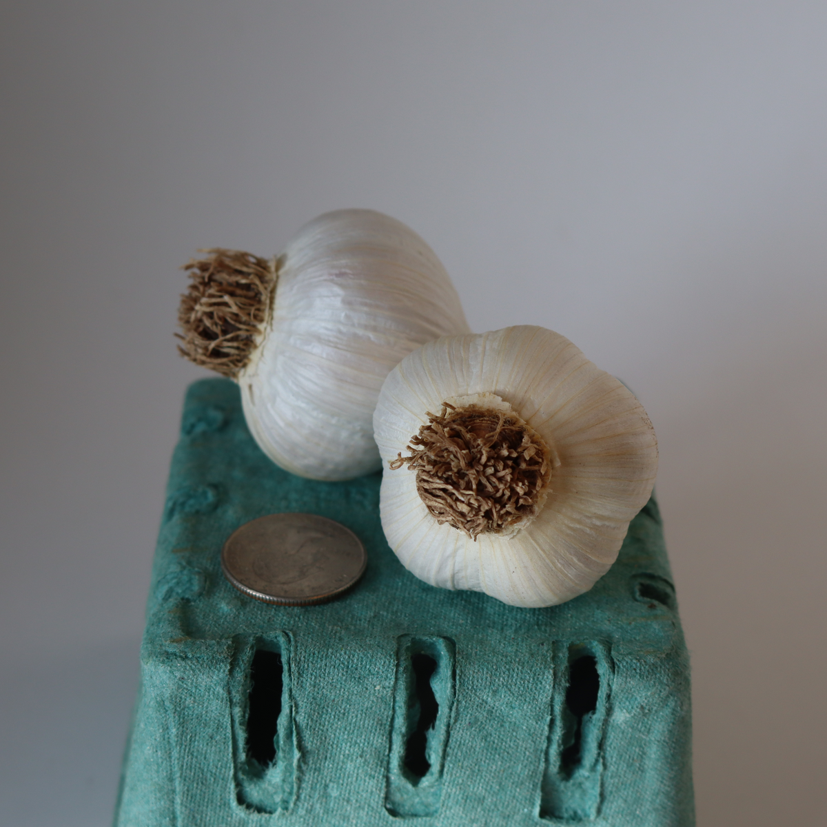 Music Culinary Garlic