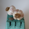 Music Seed Garlic