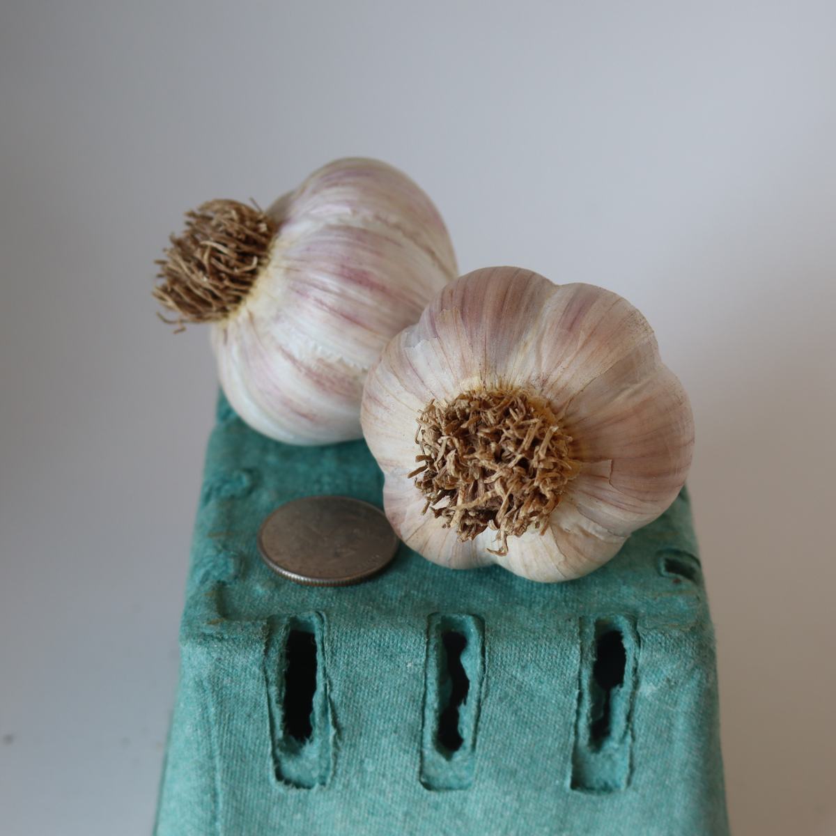 Music Seed Garlic